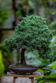 Bonsai