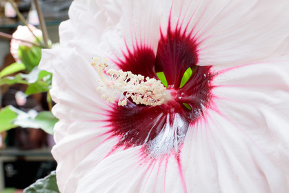 Flore