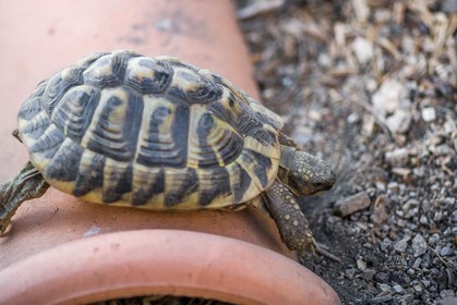 Tortue d'Hermann, Testudo hermanni