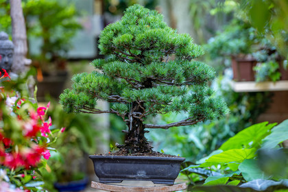 Bonsai