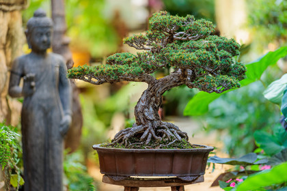 Bonsai