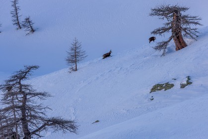 Chamois