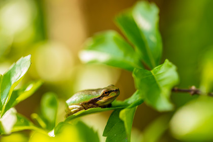 Grenouille