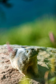 Marmotte