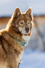 Chien de traineau
