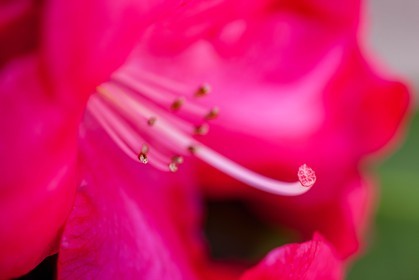 Hibiscus, Hibiscus syriacus