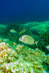 Plongée-sous-marine