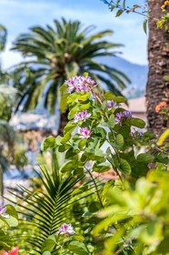 Arbre à orchidées; Bauhinia