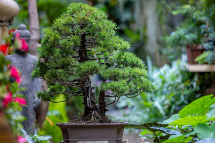 Bonsai
