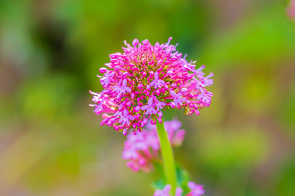 Flore