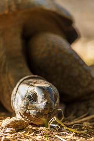 Tortue