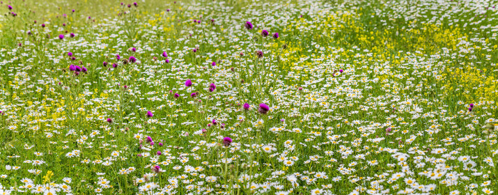 Flore alpine
