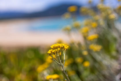 Flore corse