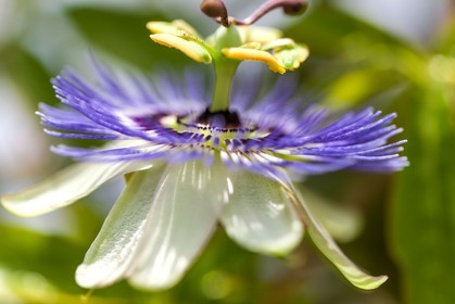 Flore méditerranéenne