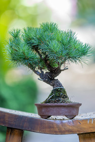 Bonsai