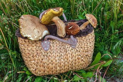 Champignon