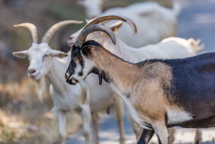 Chèvre corse
