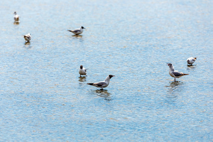 Salins d'Hyères