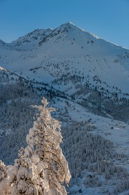 Auron