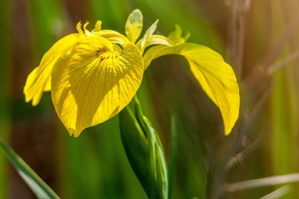 Iris Jaune, Iris pseudacorus
