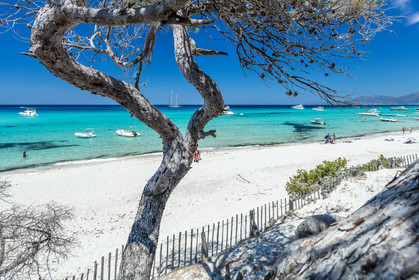Saleccia