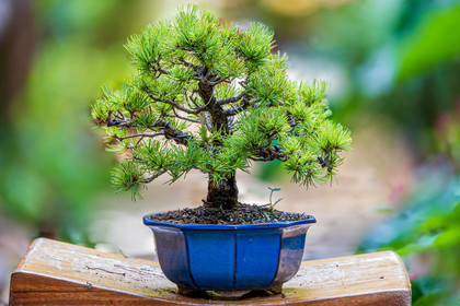 Bonsai Center