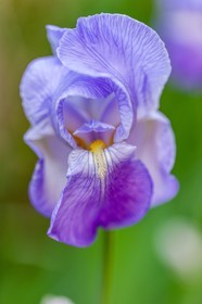 Iris, Iris haynei