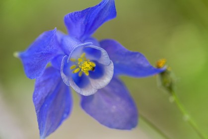 Flore Alpine,Ancolie des Alpes, Aquilegia alpina.