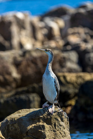 Cormoran huppé immature, Phalacrocorax aristotelis