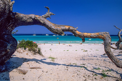 Saleccia