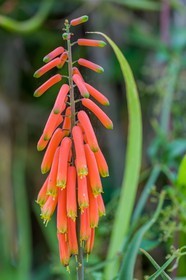 Aloes helenae