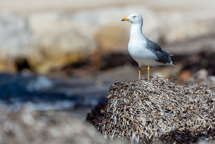 Mouette