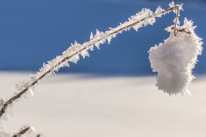 Cristaux de neige