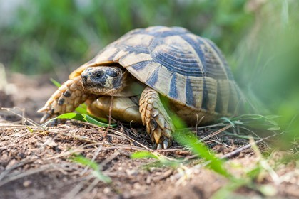 Tortue d'Hermann,Testudo hermanni