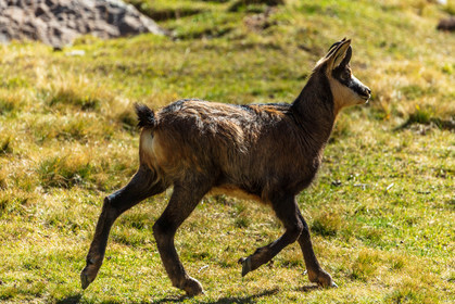 Chamois, Rupicapra rupicapra