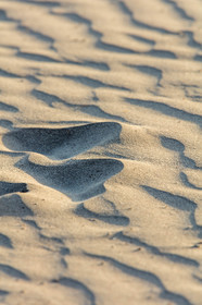 Sable