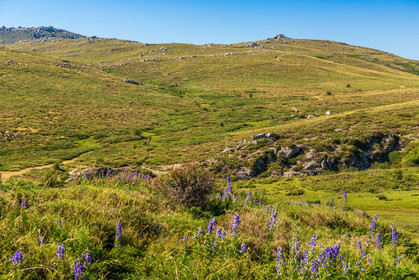 Plateau du Coscione