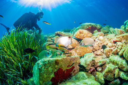 Plongée-sous-marine