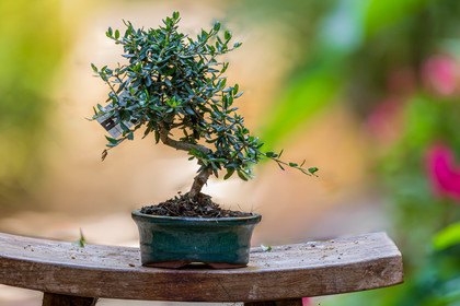 Bonsai Center