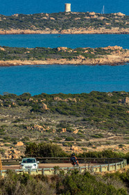 Monaccia d'Aullène
