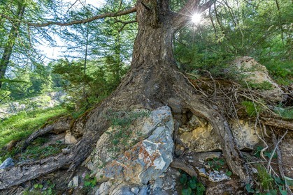 Mélèze
