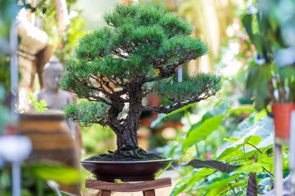 Bonsai Center