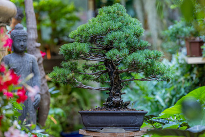 Bonsai