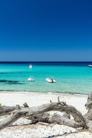 Saleccia