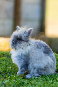 Lapin