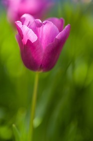 Tulipe, Tulipa