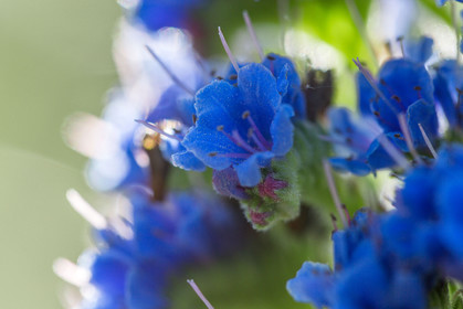 Flore Méditerranéenne