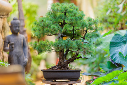 Bonsai