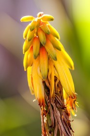 Flore Méditeranéenne