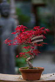 Bonsai